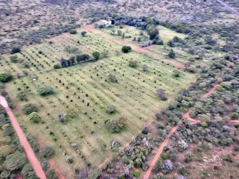 An aerial view of a large farm property featuring established orchard rows, dirt access tracks, and surrounding natural vegetation.
