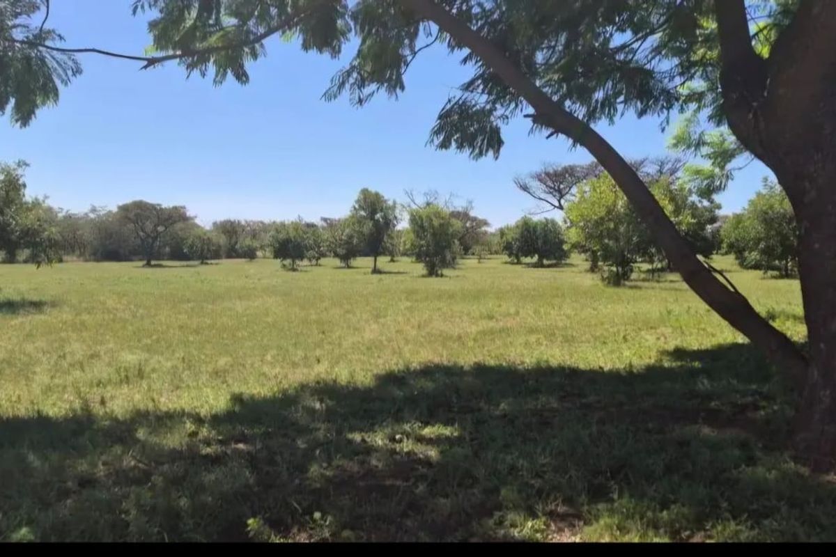 A wide, open grassy field on the farm property featuring mature trees providing natural shade.