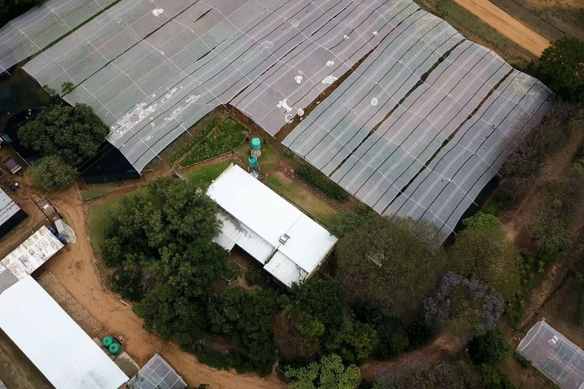 Aerial view of a small holding property featuring a main dwelling surrounded by extensive greenhouse structures and mature trees.