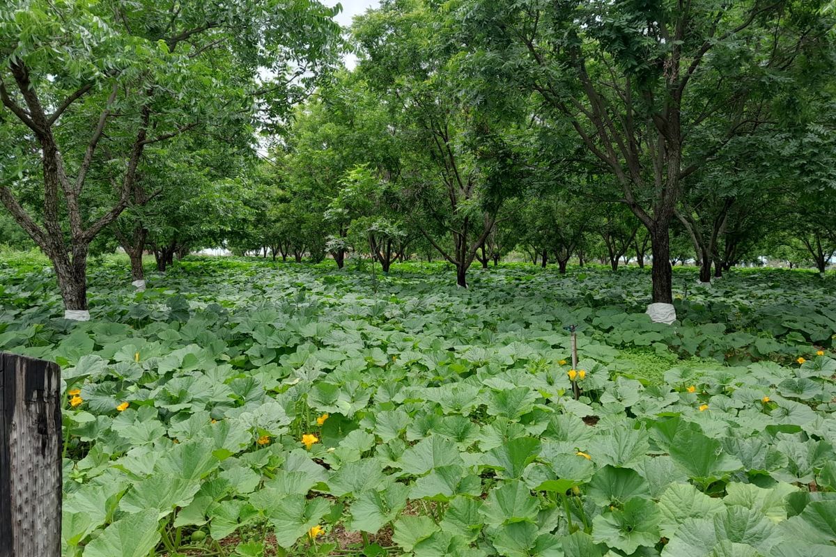 Smallholding For Sale In Pretoria - Photo 3