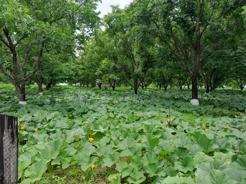 A lush, well-maintained orchard or agricultural garden featuring mature trees and dense ground-level crop cultivation with an integrated irrigation system.
