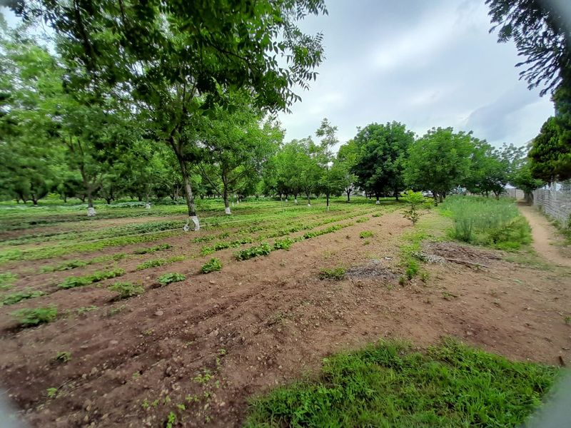 A spacious garden area featuring rows of cultivated crops and mature trees, enclosed by a boundary wall on a small holding property.