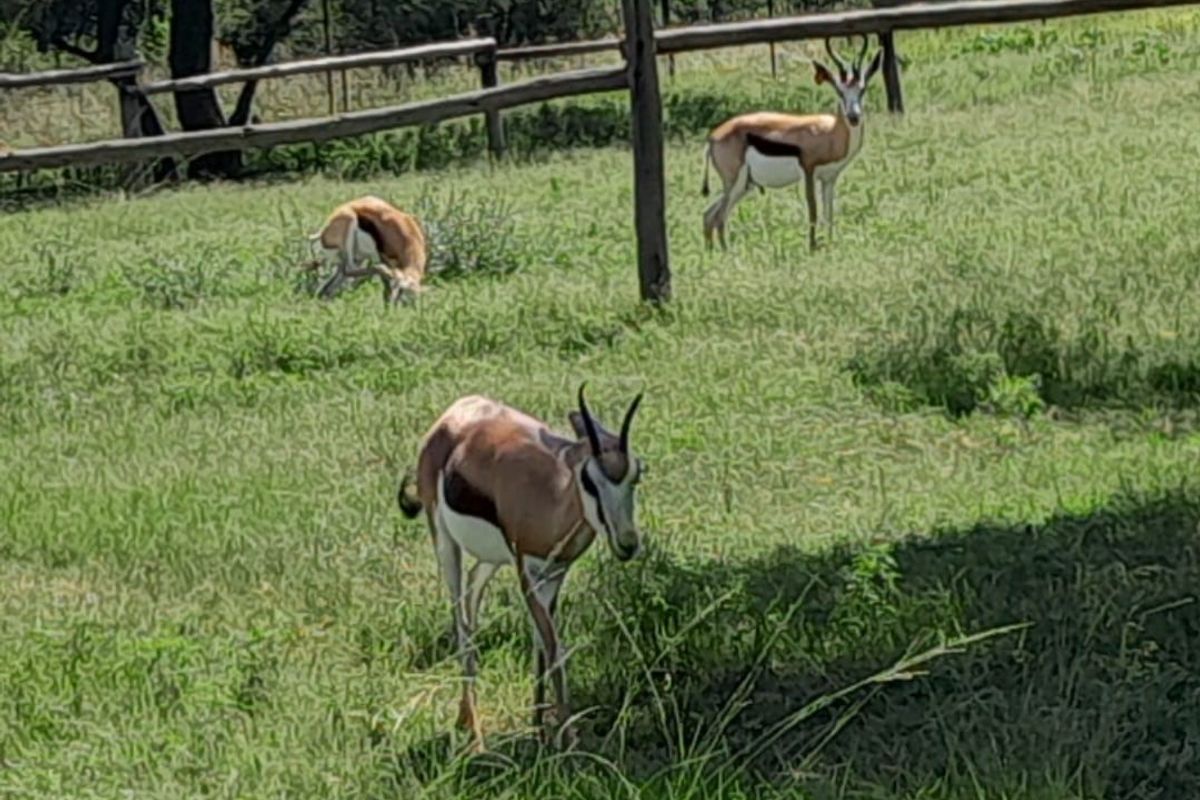 Smallholding For Sale In Pretoria - Photo 4