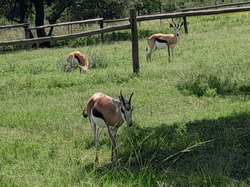 Smallholding For Sale In Pretoria - Photo 4