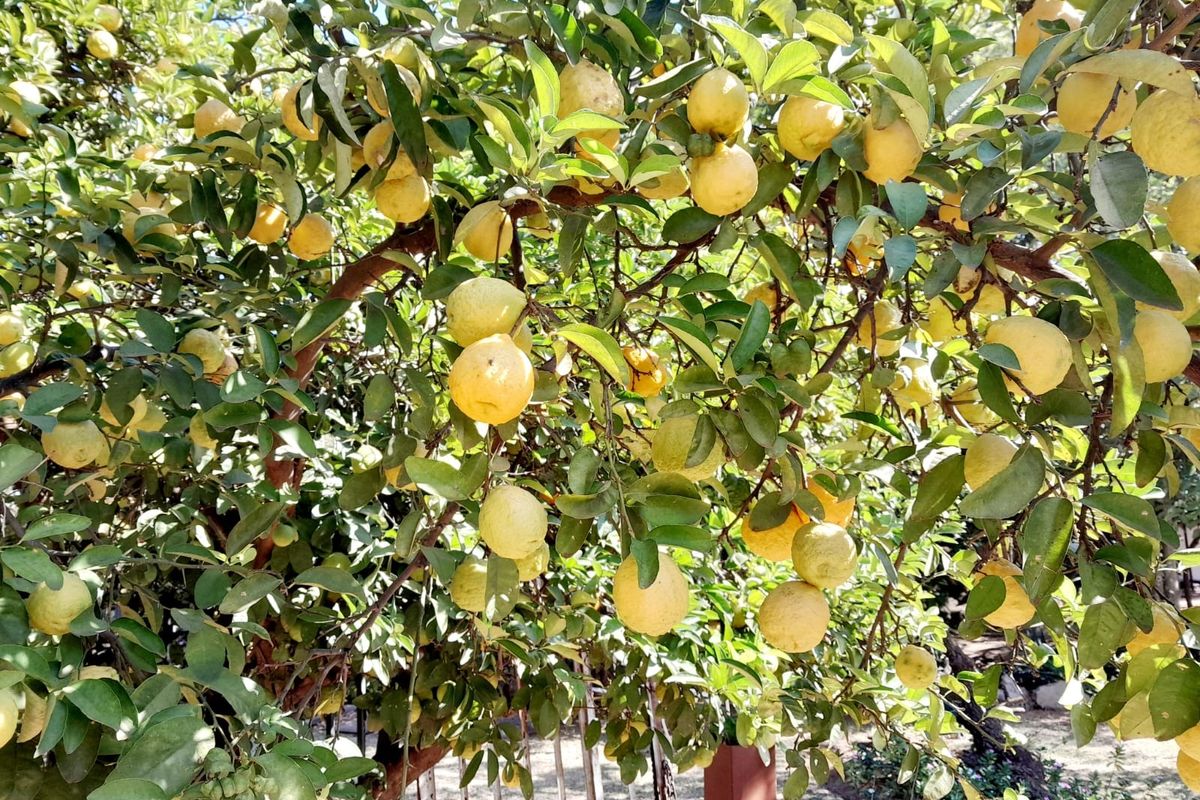 Smallholding For Sale In Pretoria - Photo 2