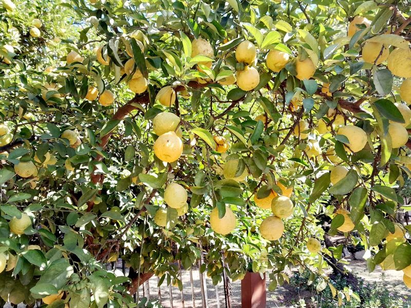 A lush, mature lemon tree heavily laden with ripe fruit, showcasing the productive potential of the property's garden area.