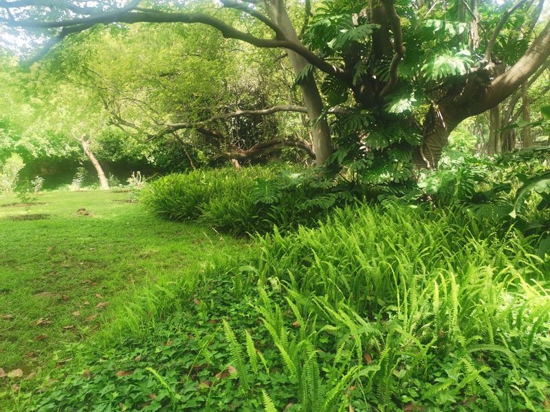 A lush, well-established garden area featuring mature trees, dense fern undergrowth, and a maintained lawn, providing a serene outdoor landscape.