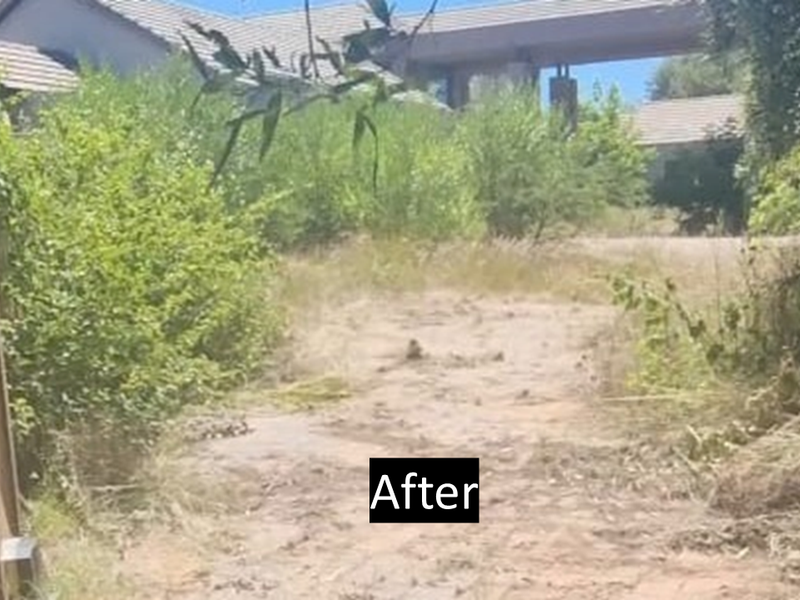An overgrown garden area showing significant lack of maintenance with dense vegetation and dry soil, viewed from the side of the property.