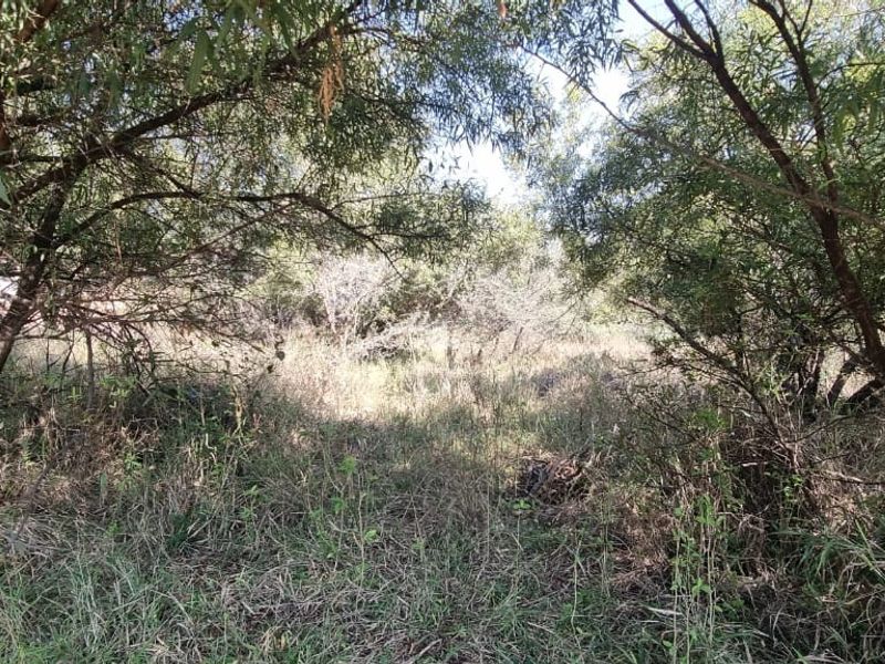 A view of a vacant residential plot featuring dense, mature trees and natural vegetation cover.