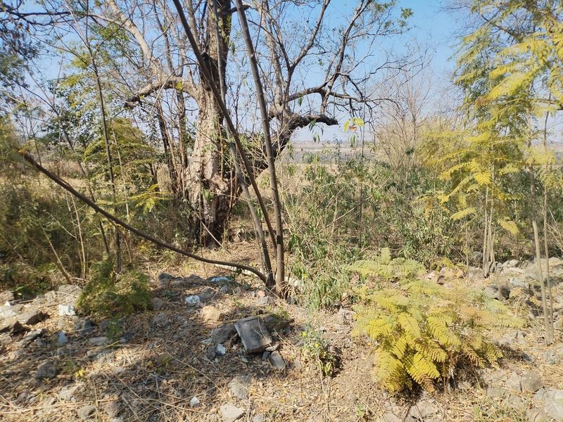 An undeveloped area of the small holding featuring mature trees and natural vegetation, requiring clearing and landscaping.