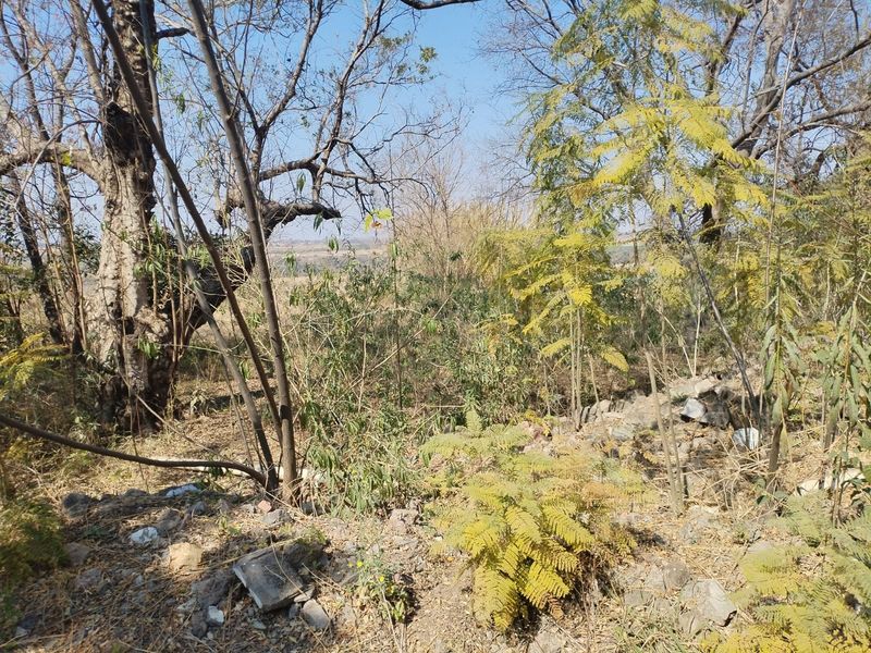 A view of the natural garden area featuring mature trees and wild vegetation on the small holding property.