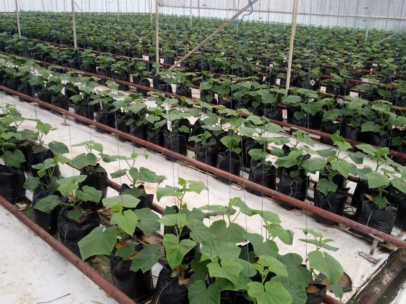 A commercial greenhouse facility featuring rows of young plants in containers, supported by an integrated irrigation and trellis system under a protective structure.