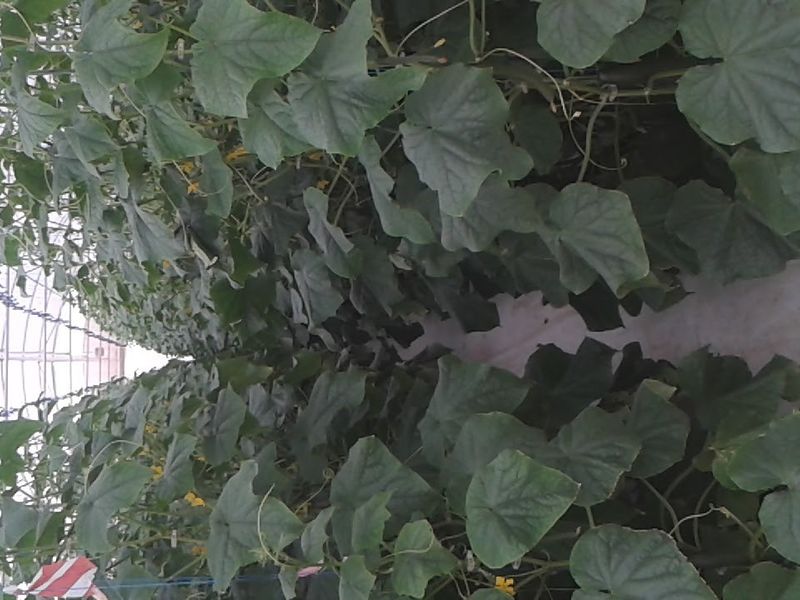 A functional greenhouse structure featuring a trellis system for crop cultivation, showing well-maintained agricultural infrastructure.