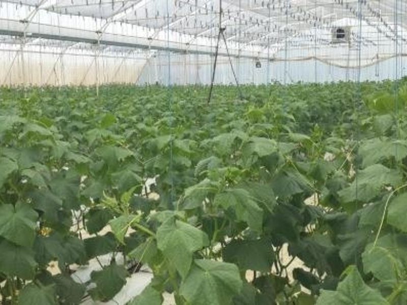 A large-scale commercial greenhouse facility featuring a structured poly-tunnel design with integrated overhead irrigation and crop support systems.