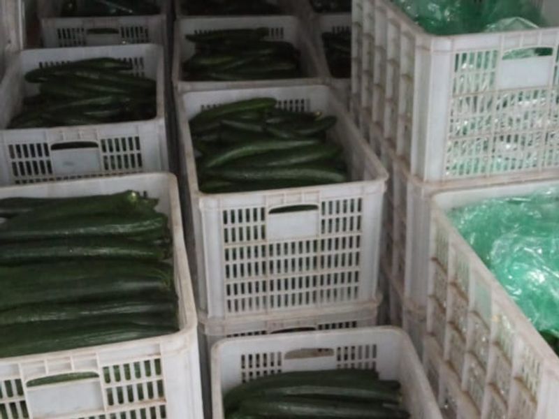 A storage area containing multiple plastic crates filled with harvested cucumbers, typical of farm produce handling and storage facilities.