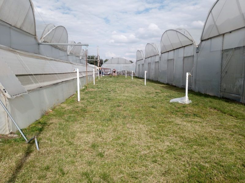 Outdoor area situated between multiple large-scale greenhouse structures with poly-tunnel frames and plastic cladding on a farm property.