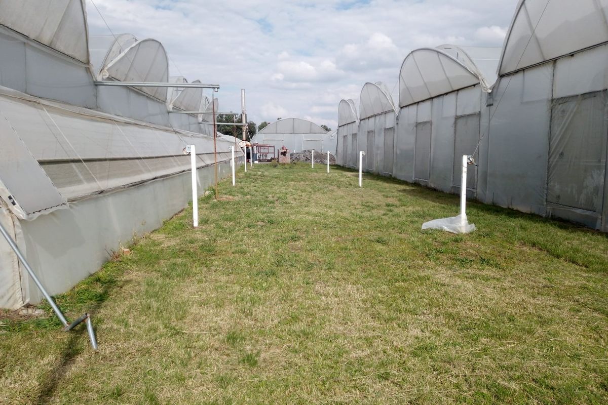 Outdoor area situated between multiple large-scale greenhouse structures with poly-tunnel frames and plastic cladding on a farm property.