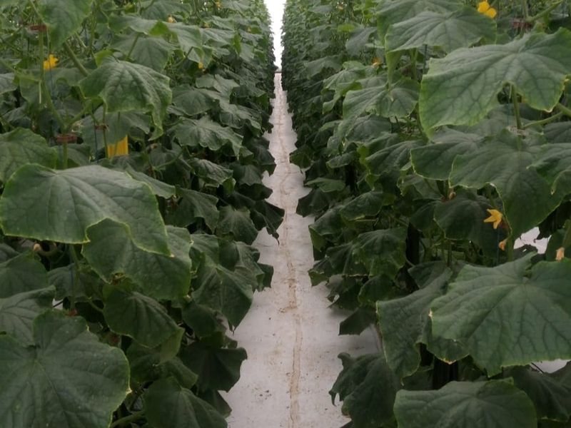 A well-maintained commercial greenhouse facility featuring rows of cucumber plants supported by a structured trellis and irrigation system.