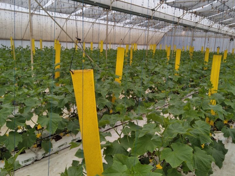 A well-maintained commercial greenhouse facility featuring an integrated trellis system, irrigation infrastructure, and yellow sticky traps for pest management.