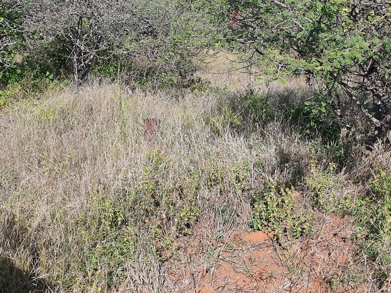 Livestock and game farm for sale Bandelierkop - Photo 6