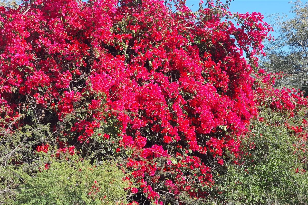 Livestock and game farm for sale Bandelierkop - Photo 4