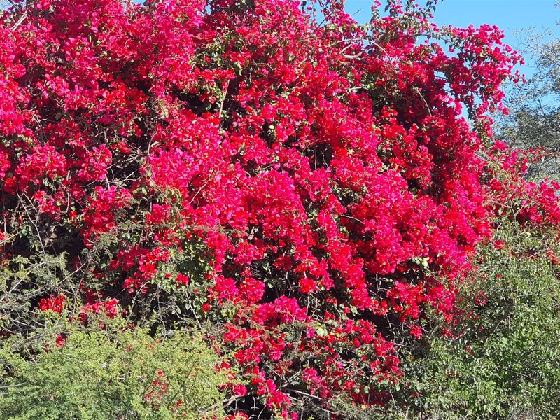 Livestock and game farm for sale Bandelierkop - Photo 4