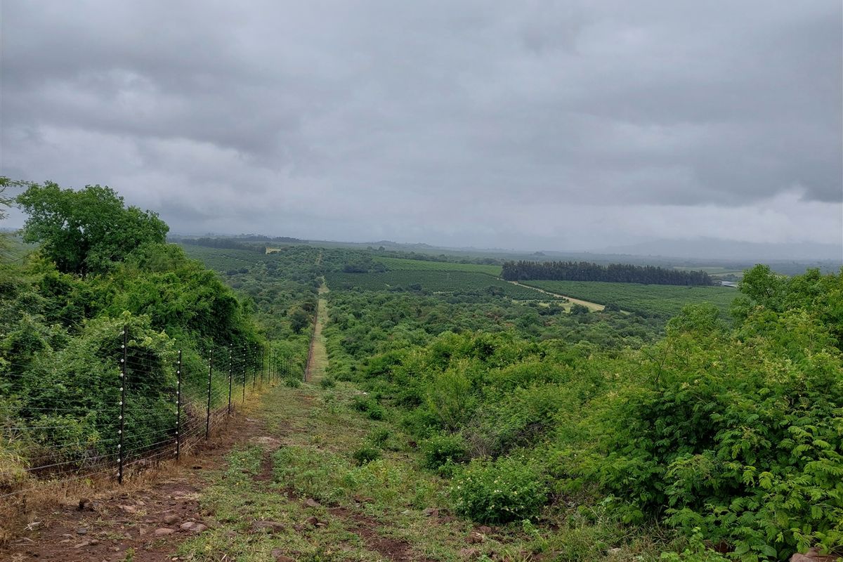 Developed farm in sub-tropical Levubu valley, Limpopo. - Photo 2