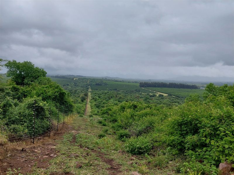 Developed farm in sub-tropical Levubu valley, Limpopo. - Photo 2
