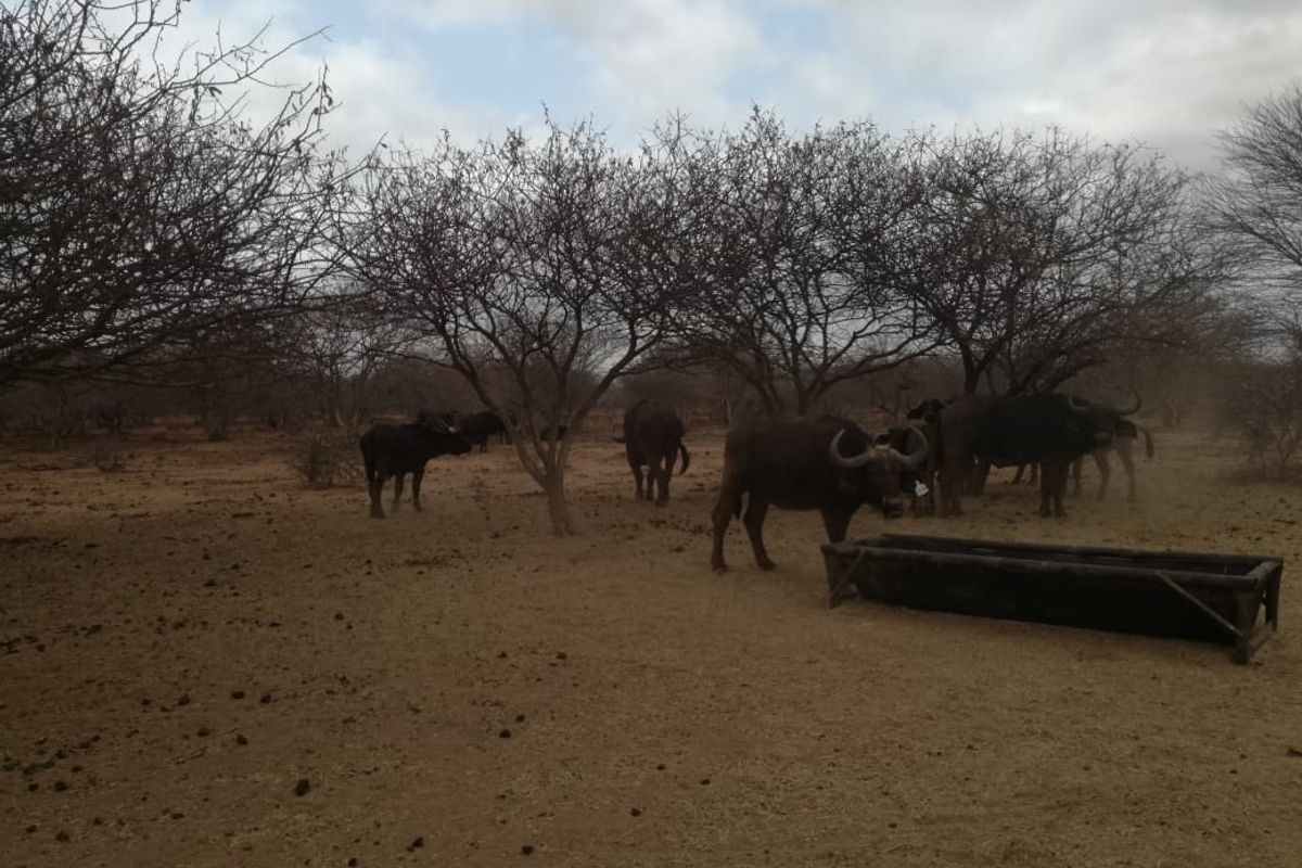 Beautiful breeding and hunting farm for sale in Swartwater - Photo 2