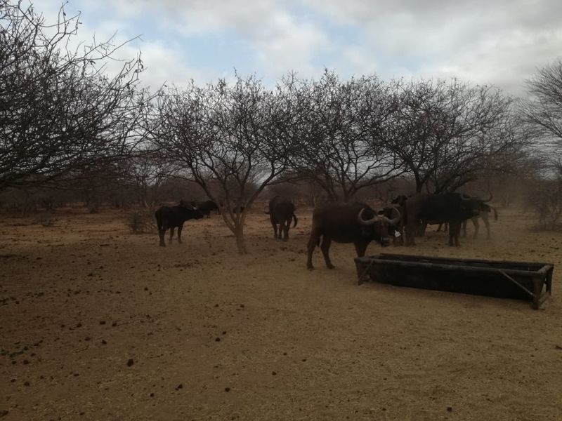 Beautiful breeding and hunting farm for sale in Swartwater - Photo 2