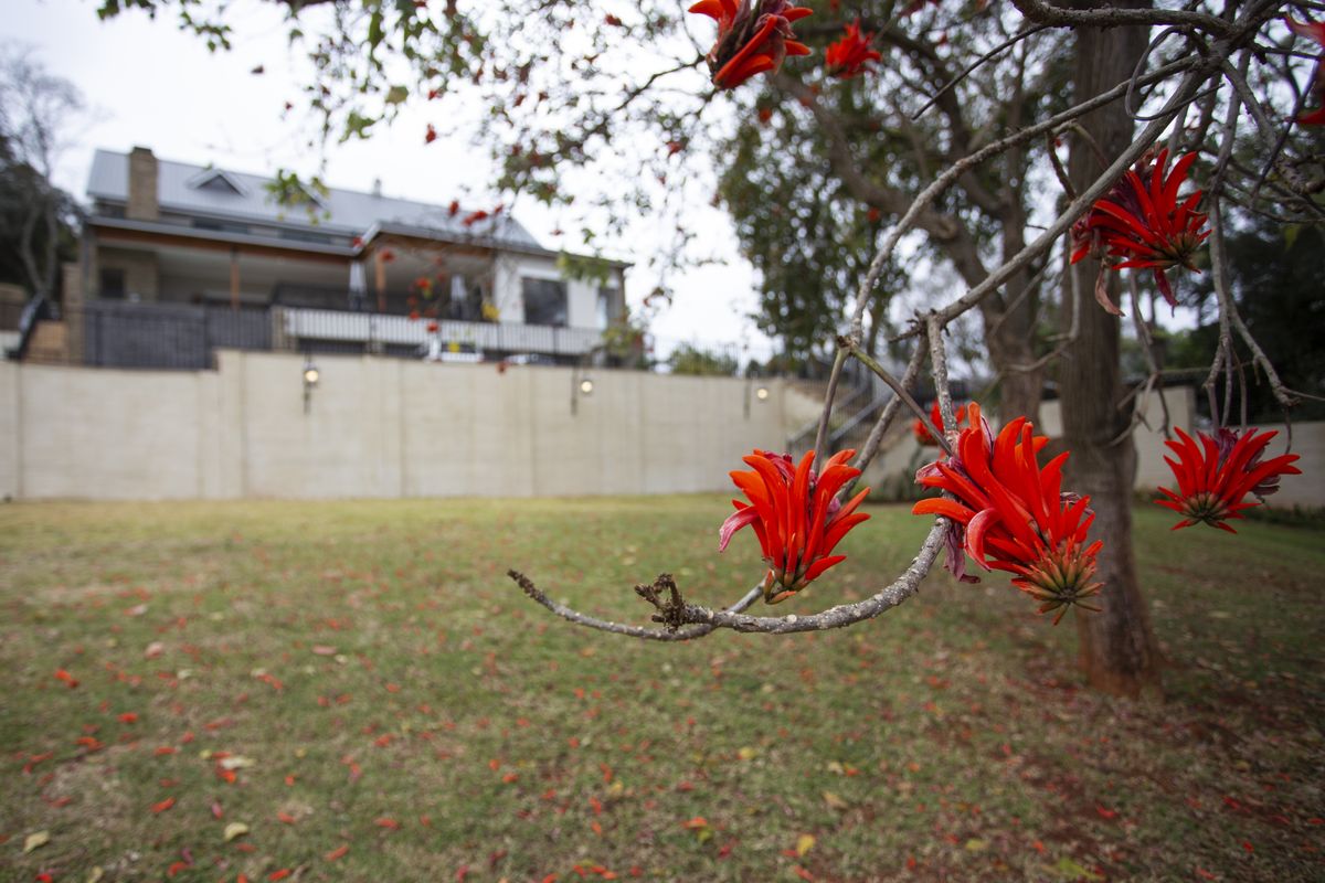 A view of the rear garden featuring a large lawn, retaining wall, and mature trees with red blossoms, looking towards the back of the house.