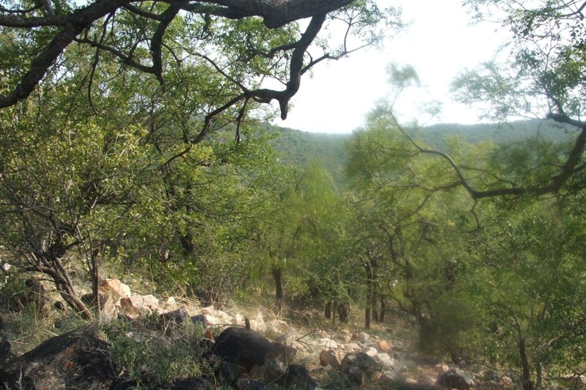 Mopane game farm in Limpopo - It has 7 hills! - Photo 4