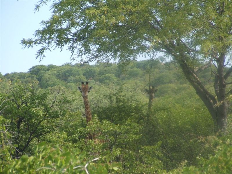 Mopane game farm in Limpopo - It has 7 hills! - Photo 8