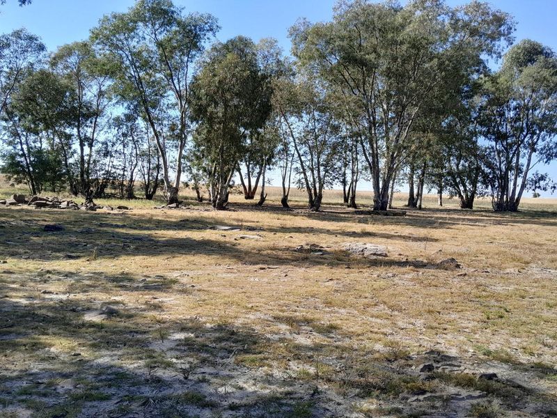 2.7 Hectare Smallholding with Water Rights - Photo 6