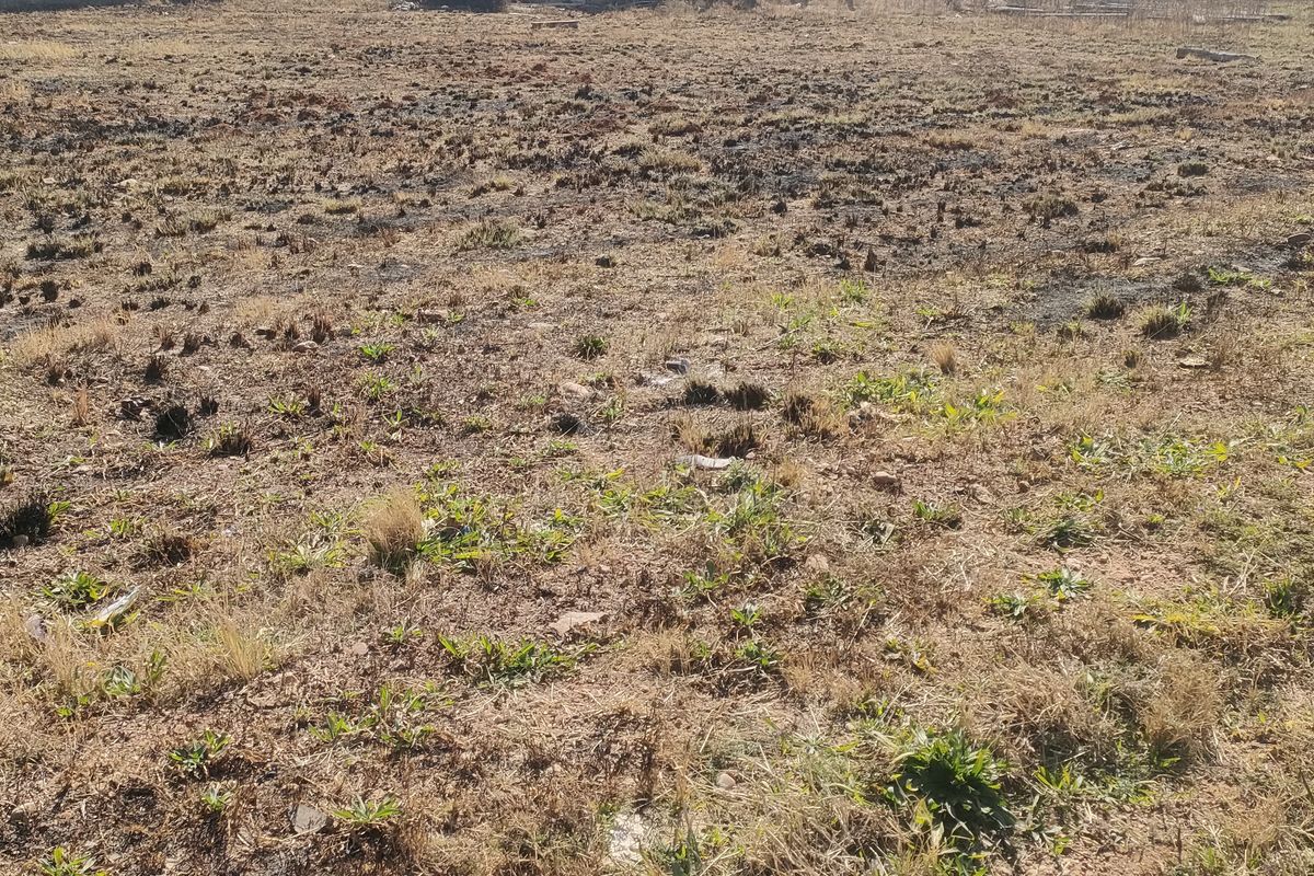 A view of a vacant residential plot featuring dry, scorched vegetation and uneven ground.