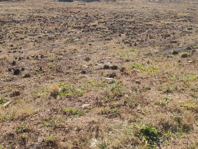 A view of a vacant residential plot featuring dry, scorched vegetation and uneven ground.