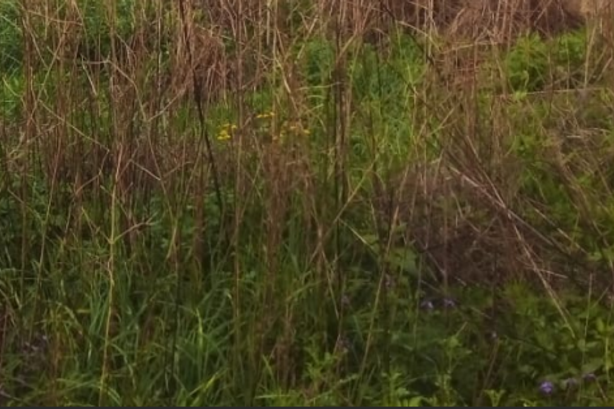 An overgrown garden area featuring tall, unmaintained grass and wild vegetation.