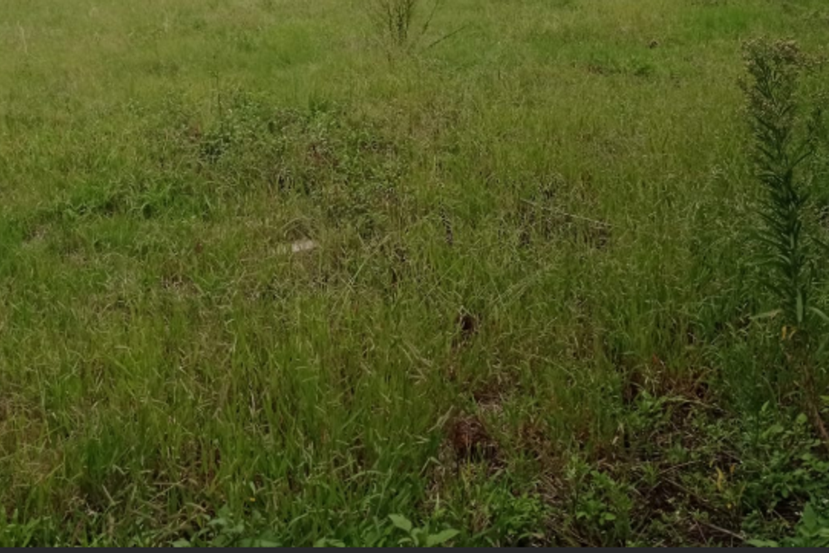 An undeveloped plot of land featuring overgrown grass and wild vegetation.