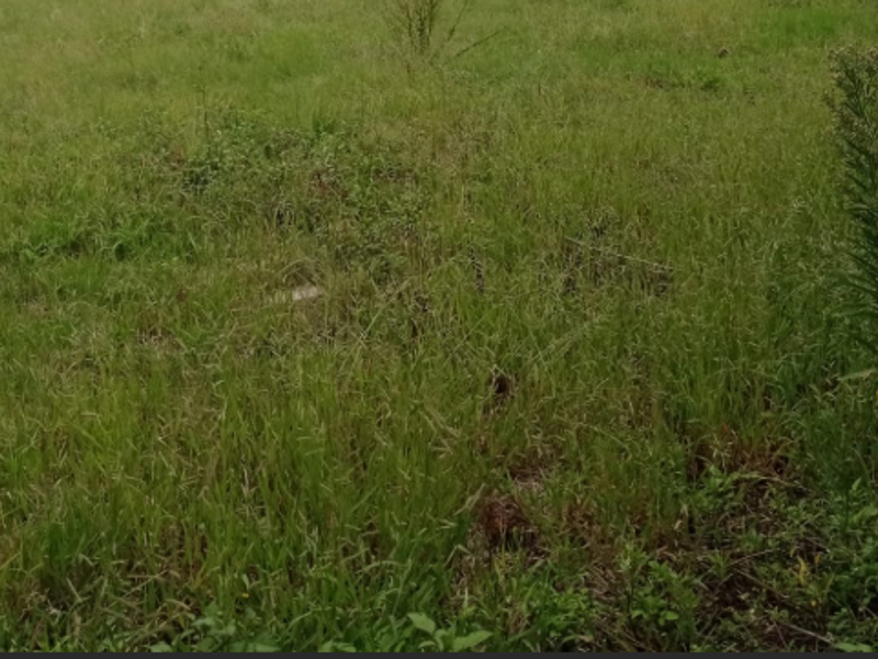 An undeveloped plot of land featuring overgrown grass and wild vegetation.