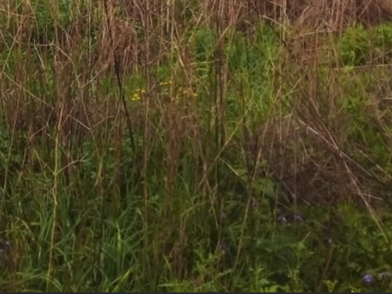 An overgrown garden area featuring tall, unmaintained grass and wild vegetation.
