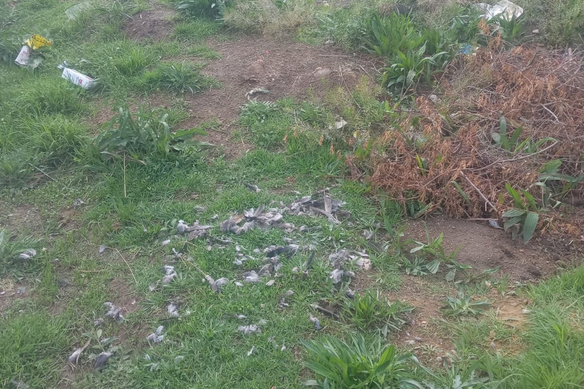 A view of an undeveloped residential plot featuring overgrown grass, weeds, and a perimeter wall in the background.