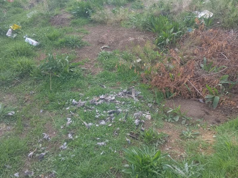 A view of an undeveloped residential plot featuring overgrown grass, weeds, and a perimeter wall in the background.