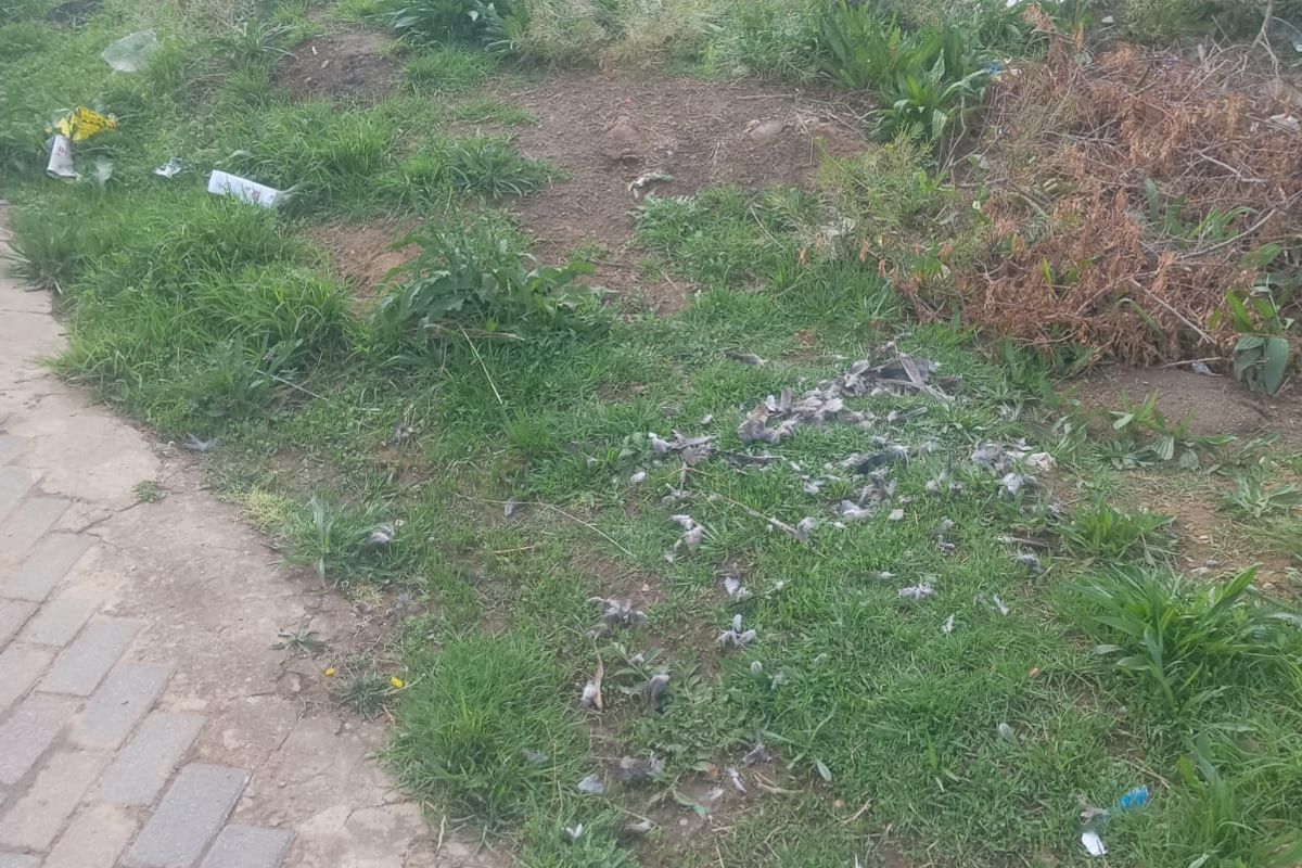 A view of a vacant residential plot featuring overgrown grass, weeds, and accumulated debris along a paved walkway and boundary wall.