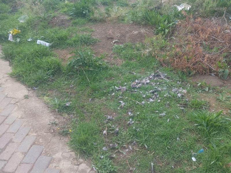 A view of a vacant residential plot featuring overgrown grass, weeds, and accumulated debris along a paved walkway and boundary wall.