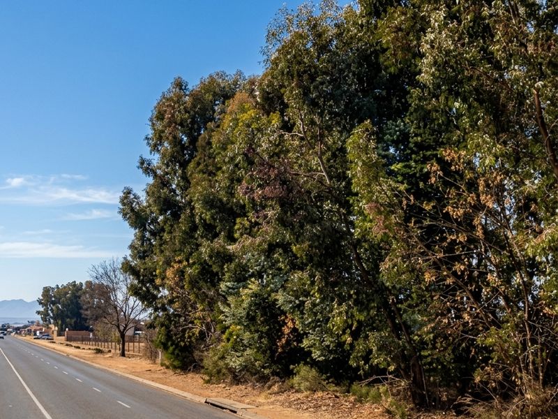 A view of the paved road and curb bordering the vacant residential land, featuring mature trees along the property boundary.