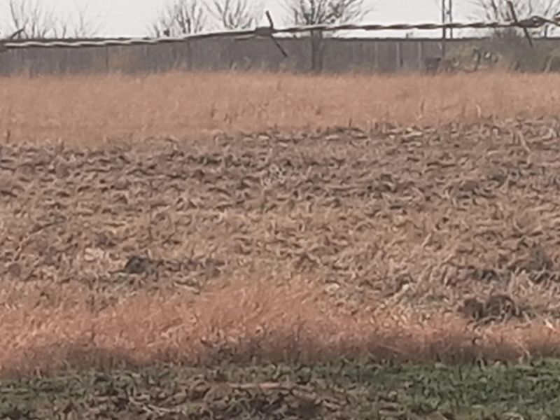 Agricultural holding for sale - Photo 9