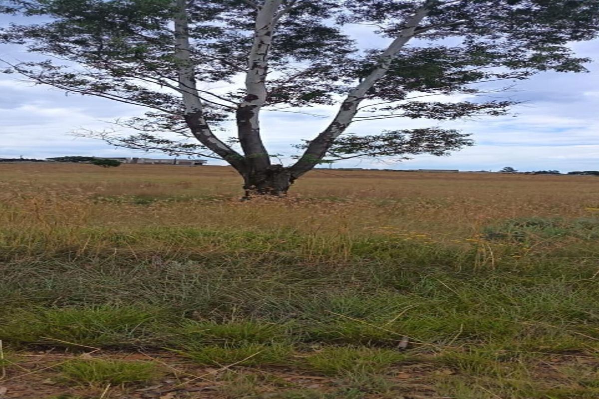 1 Hectare Vacant Stand in Walkerville – Endless Possibilities Await! - Photo 2