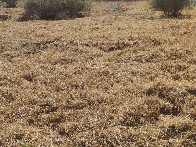 A view of a vacant residential plot featuring dry grass, sparse shrubs, and a precast concrete boundary wall.