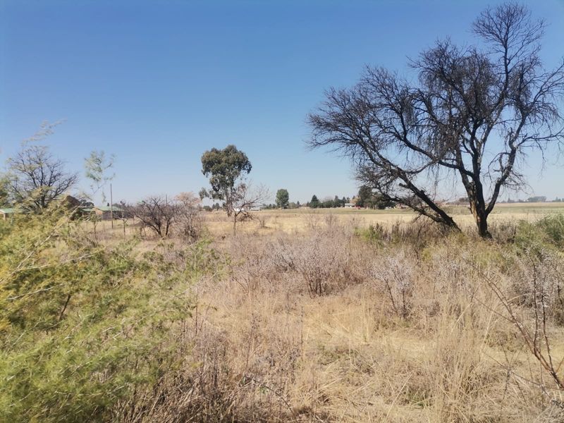A view of the vacant residential land featuring natural dry vegetation and mature trees under a clear blue sky.