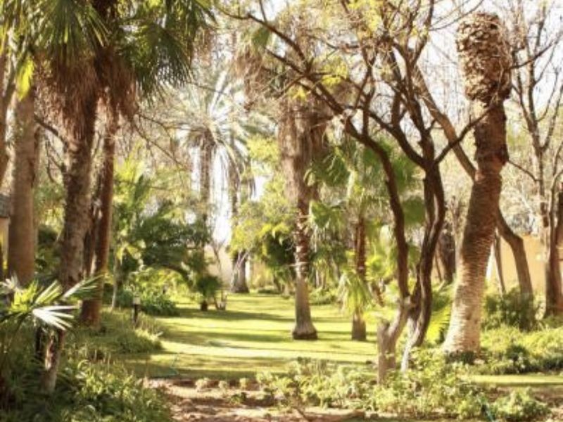 A lush, well-maintained garden featuring mature palm trees, a manicured lawn, and a rustic stone pathway leading through the landscape.